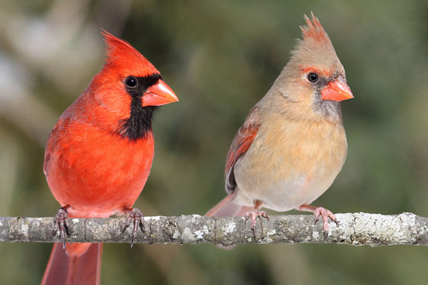 What do cardinals eat?