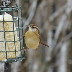 Identify Carolina Wren