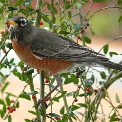 Identify American Robin