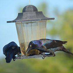 Identify Common Grackle