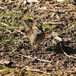 Identify White Throated Sparrow