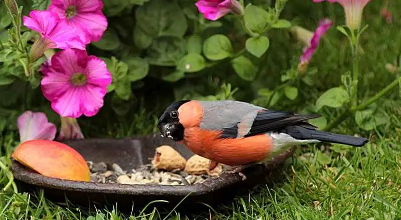 Take The Time To Relax And Bird Watch