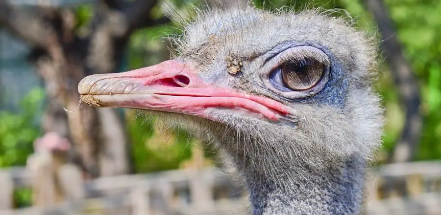 Fascinating Bird Facts