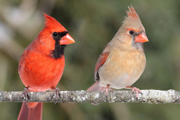 The Northern Cardinal Bird