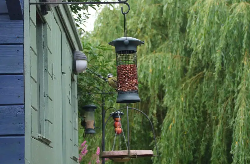 Backyard Birding Equipment