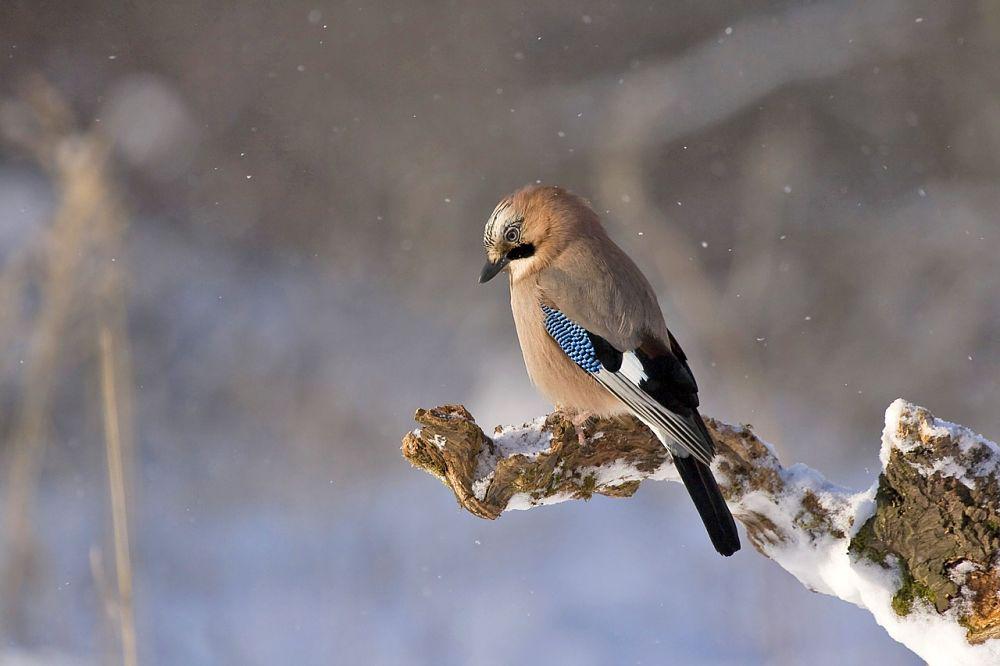 Backyard Birds - Jay