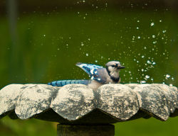 Picture of a bird enjoying a bird bath.