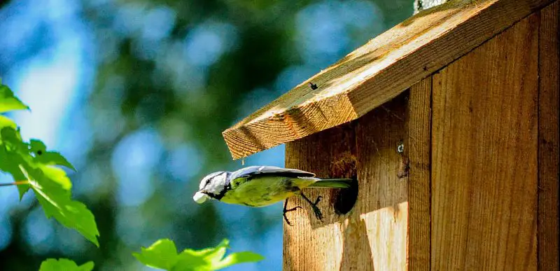 Picture of a bird outside bird house.