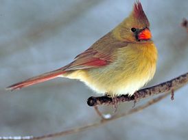 Female Cardinal