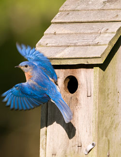 How To Protect Birds And Birdhouses | Backyard Birding Blog