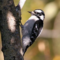 Downy Woodpecker - Description And Identification