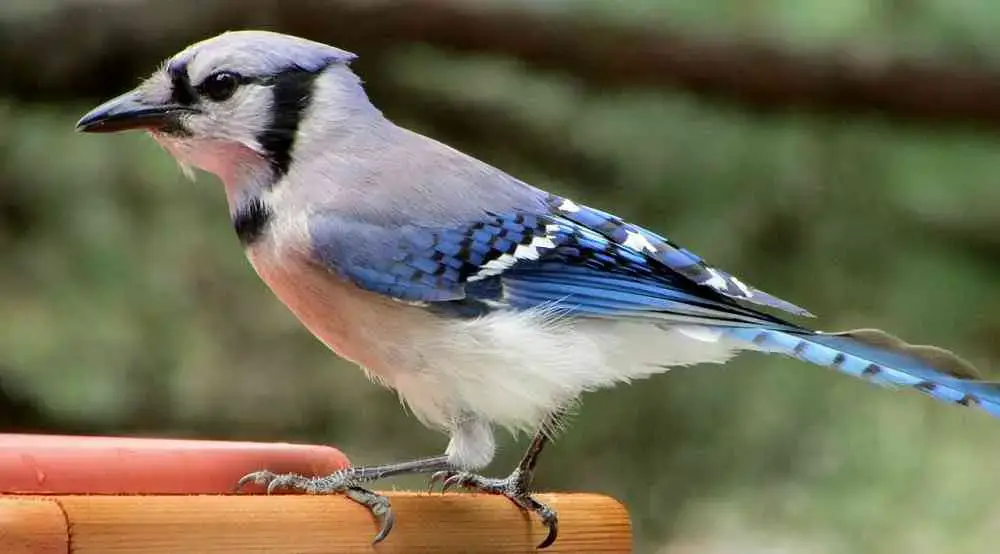 9 things to know about blue jays, P.E.I.'s provincial bird
