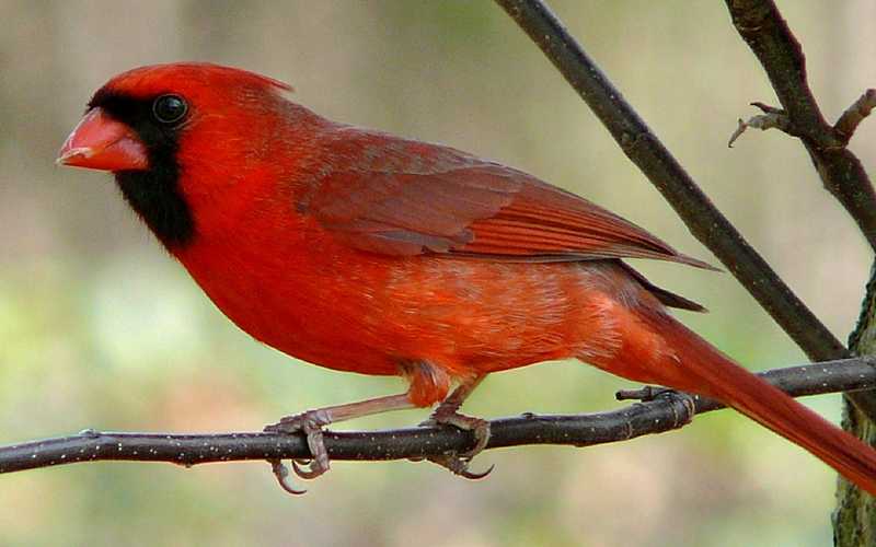 Northern Cardinal Facts