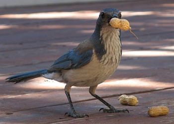 blue jay bird eat jays acorns