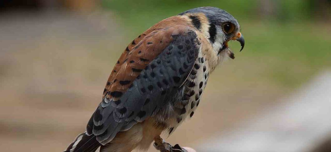 American Kestrel Raptors Birds