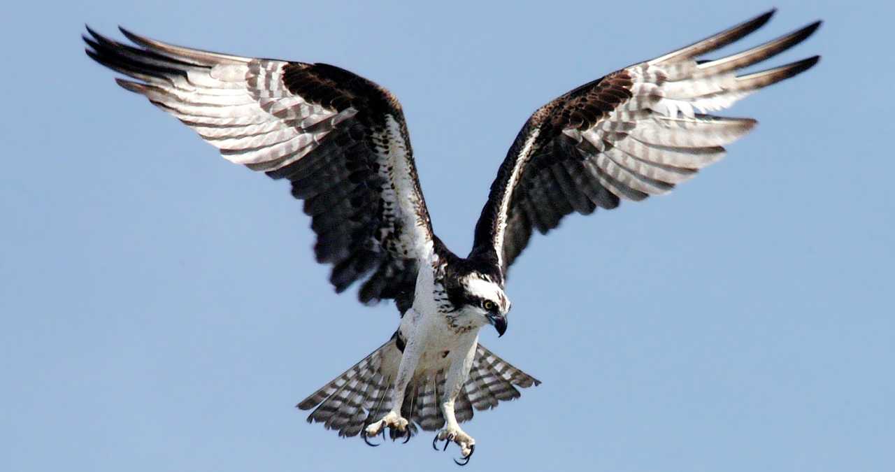 Osprey Raptor Bird