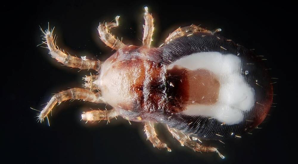 Bird Mite - Dermanyssus Gallinae