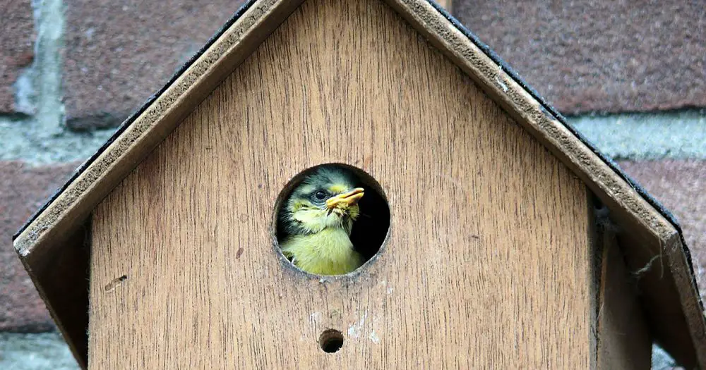 Bird House Mistakes - Why Are My Bird Houses Empty?