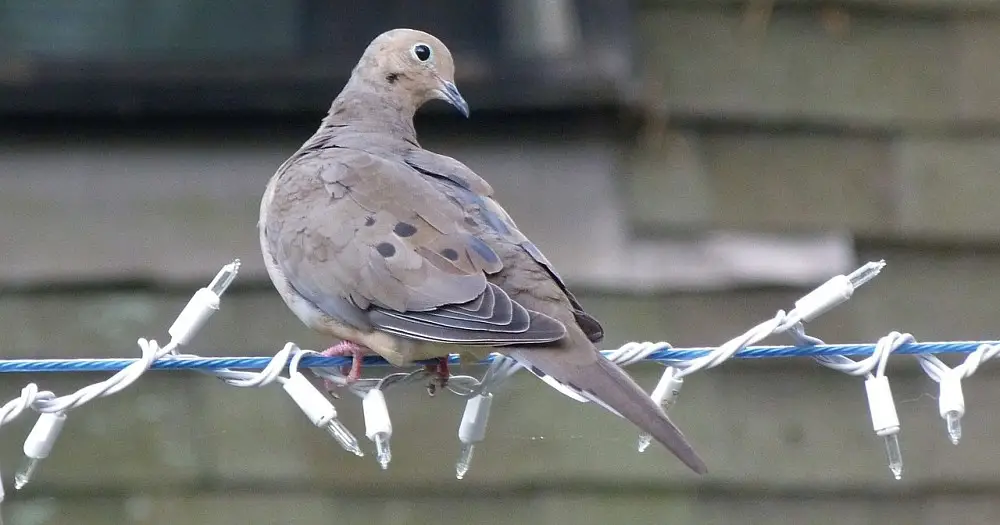 The Mourning Dove Bird