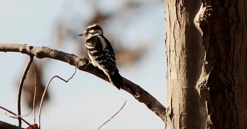 The Downy Woodpecker Bird