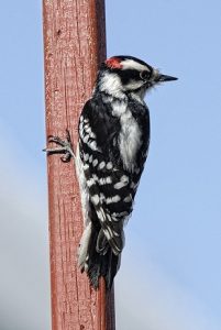 What Do Downy Woodpeckers Eat?