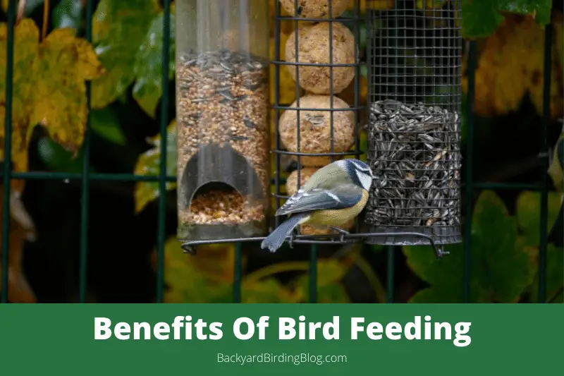 Featured image for a page that discusses the many benefits of bird feeding.