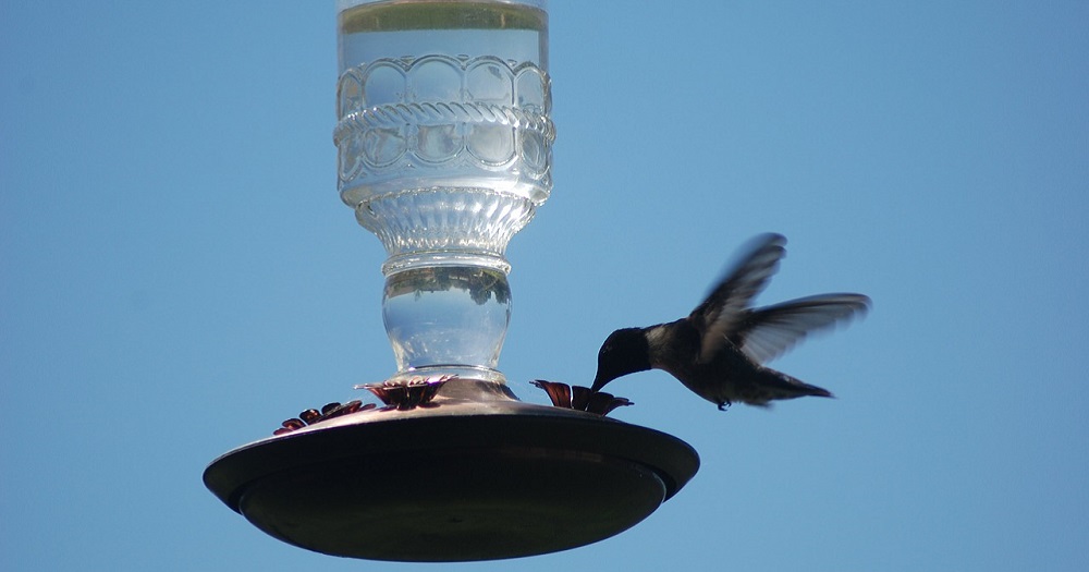 4 bird feeding tips - have more success with your bird feeding