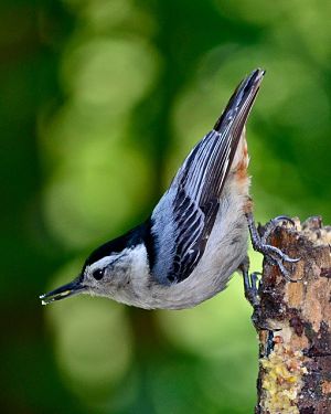 A picture of a white-breasted nuthatch bird in its natural habitat