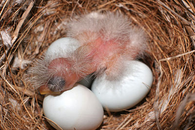 An image of a house finch nest containing one baby house finch and 3 eggs