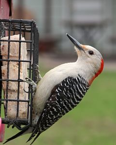 An example of the red bellied woodpecker, with it's distinctive call sound