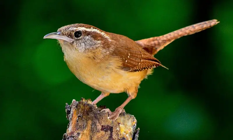 A beautiful example of the Carolina wren bird species.