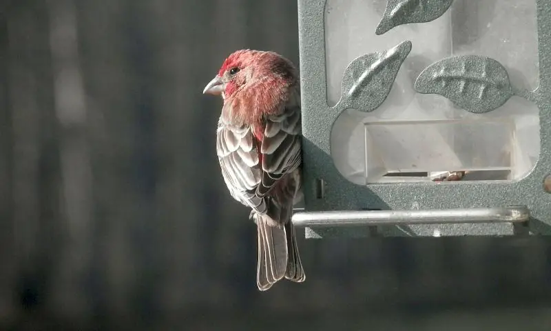 A beautiful image of a male house finch bird