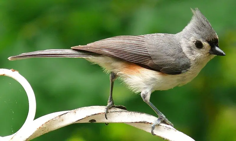 A gorgeous example of the tufted titmouse bird species