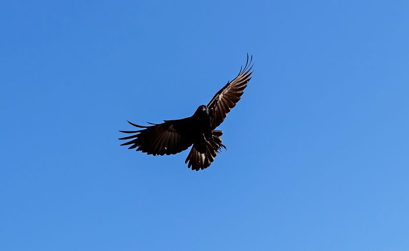 Picture of an American Crow bird in flight