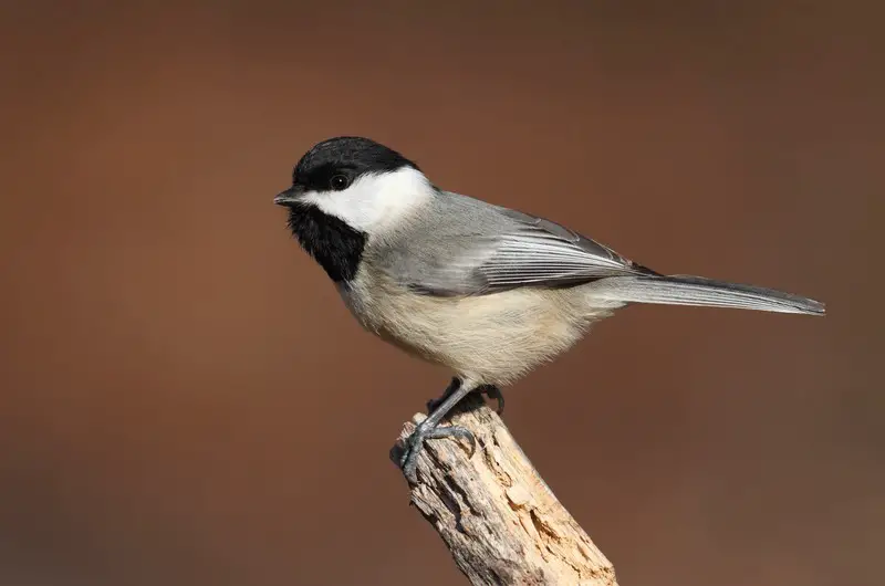 Picture of a Carolina chickadee bird