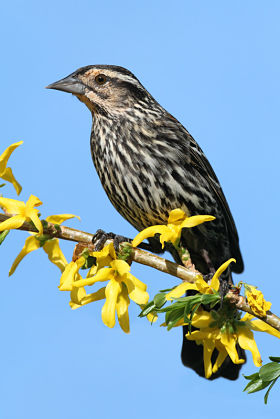 Picture of a female red-winged blackbird