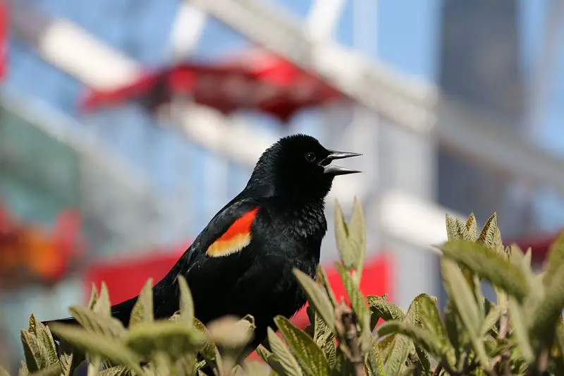 Picture of a red-winged blackbird.