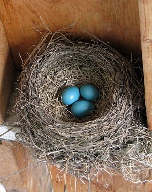 Picture of an American Robin nest and eggs