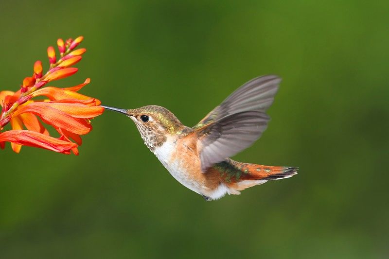 Featured image for a guide to creating a hummingbird garden to attract these beautiful birds.