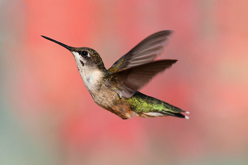 Some tips on how to get a hummingbird out of your garage