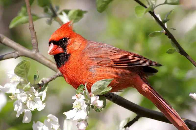 Picture of a northern cardinal bird.