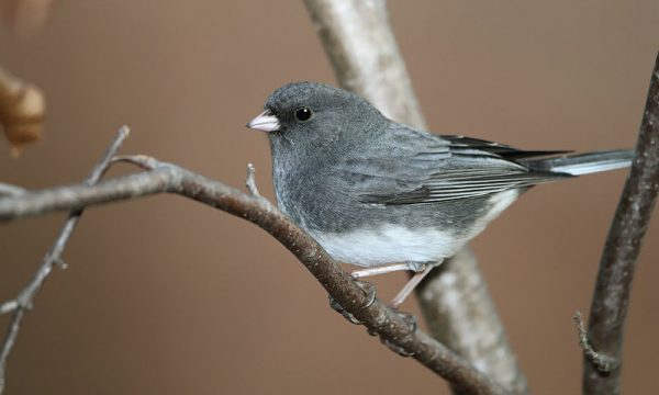 The Dark-Eyed Junco Bird | Backyard Birding Blog