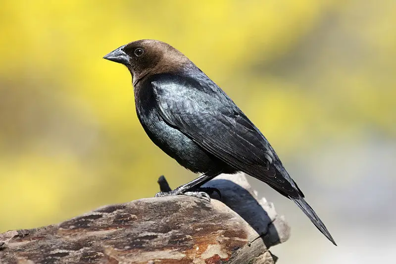 The Brown-headed Cowbird ranks among North America's most notorious birds.