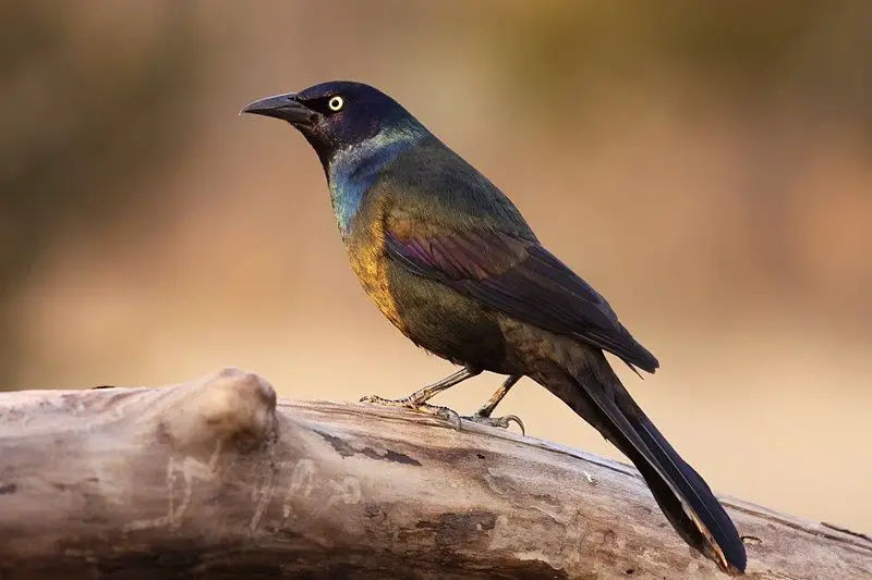 Picture of a male common grackle