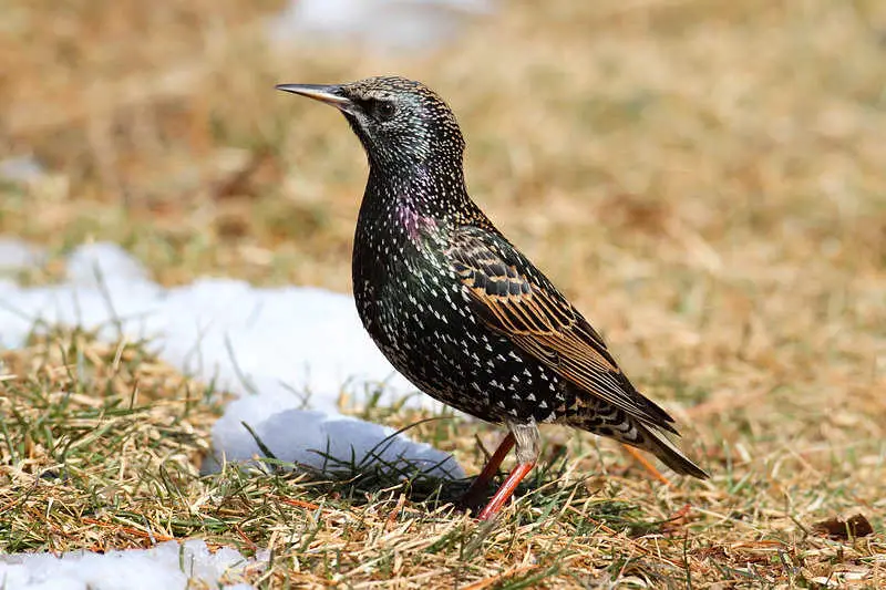 European Starling (Sturnus vulgaris) in winter with snow