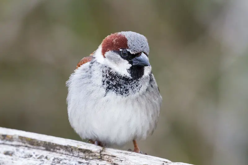 Picture of a male house sparrow