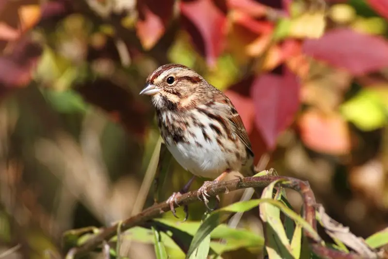 Song Sparrow (Melospiza melodia) in a bush with fall colors