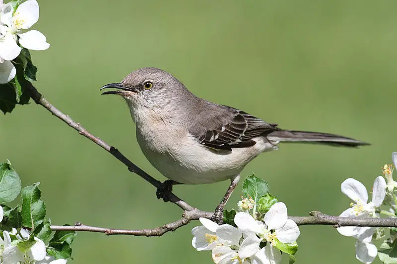 Picture of a northern mockingbird.