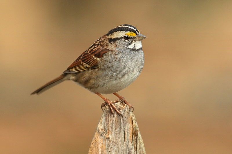 Picture of a beautiful white-throated sparrow