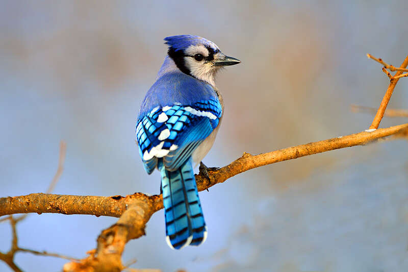 Picture of a blue jay bird.